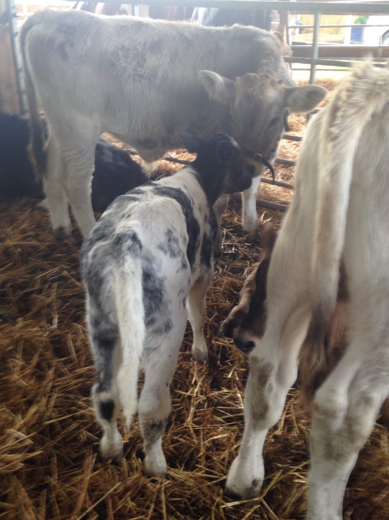Little Lilac Shares An Ahimsa Milk