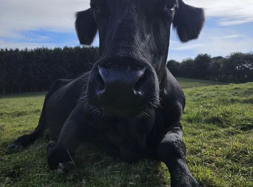 Darlia enjoying a peaceful evening