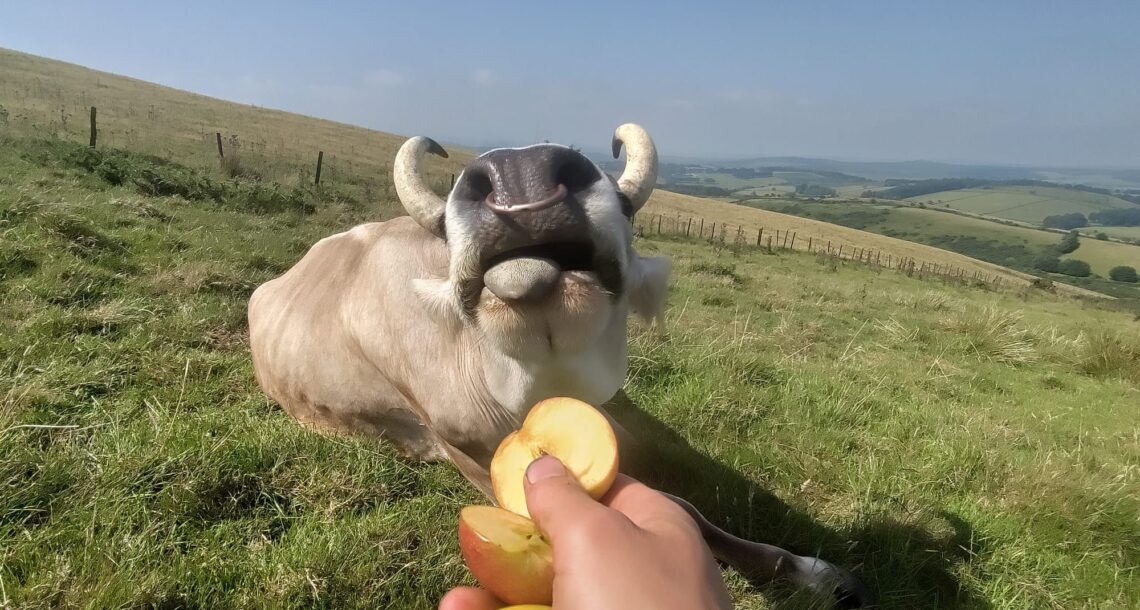 so close he can almost taste it