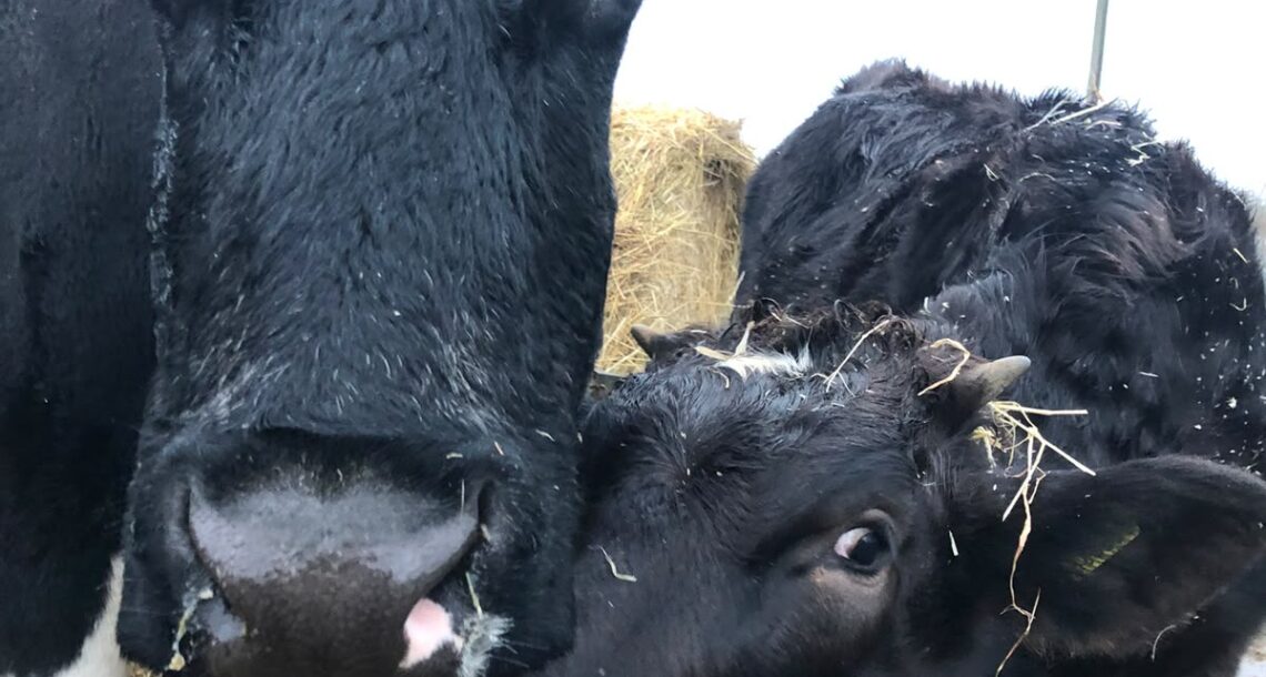 Ahimsa-cow-tilly (1)