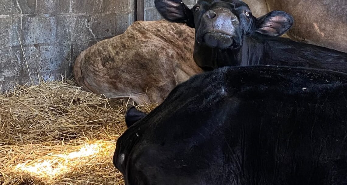 Ahimsa-cow-tilly (10)