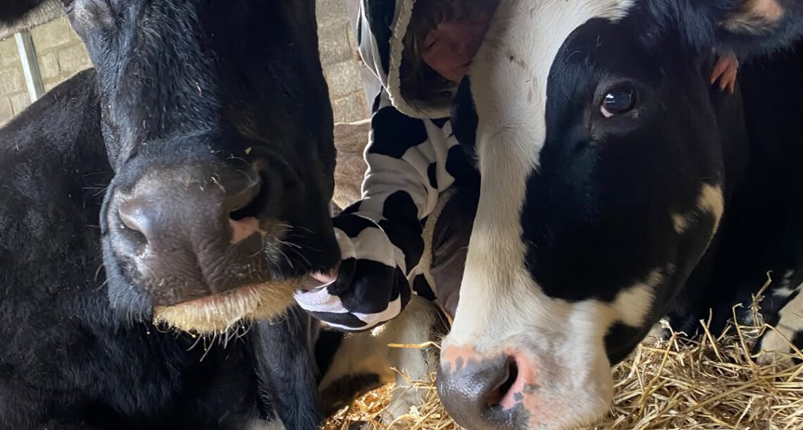 Ahimsa-cow-tilly (2)