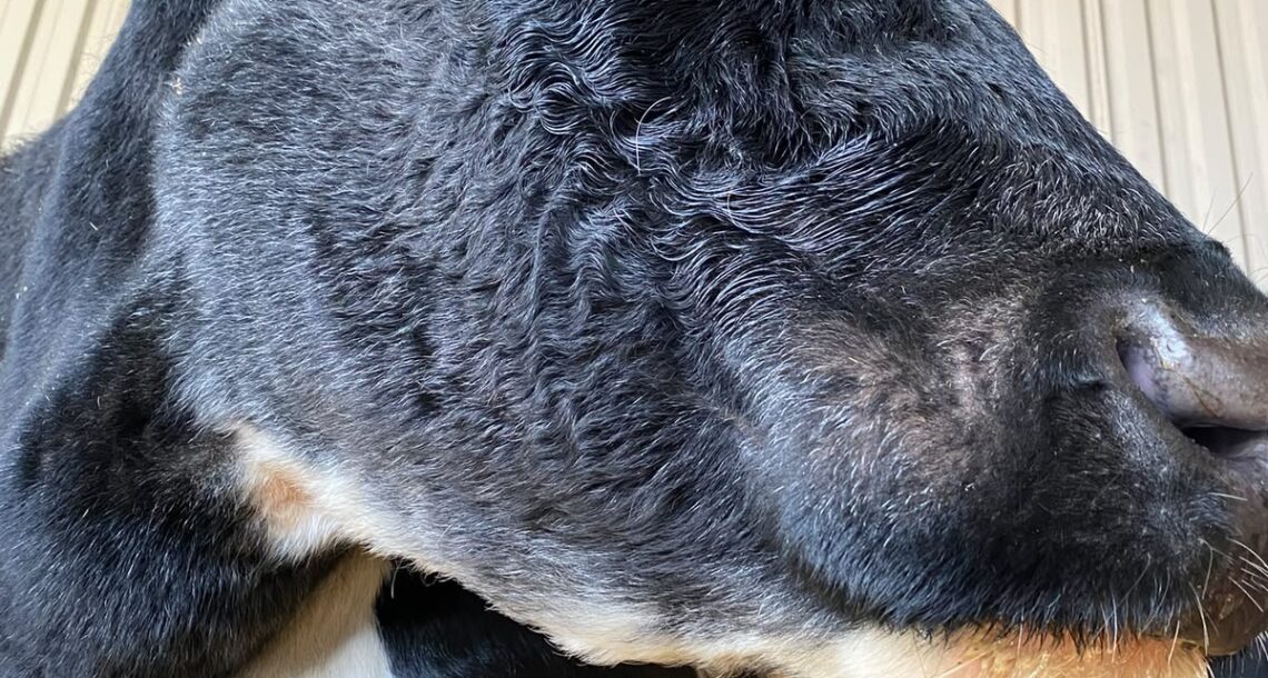 Ahimsa-cow-tilly (3)