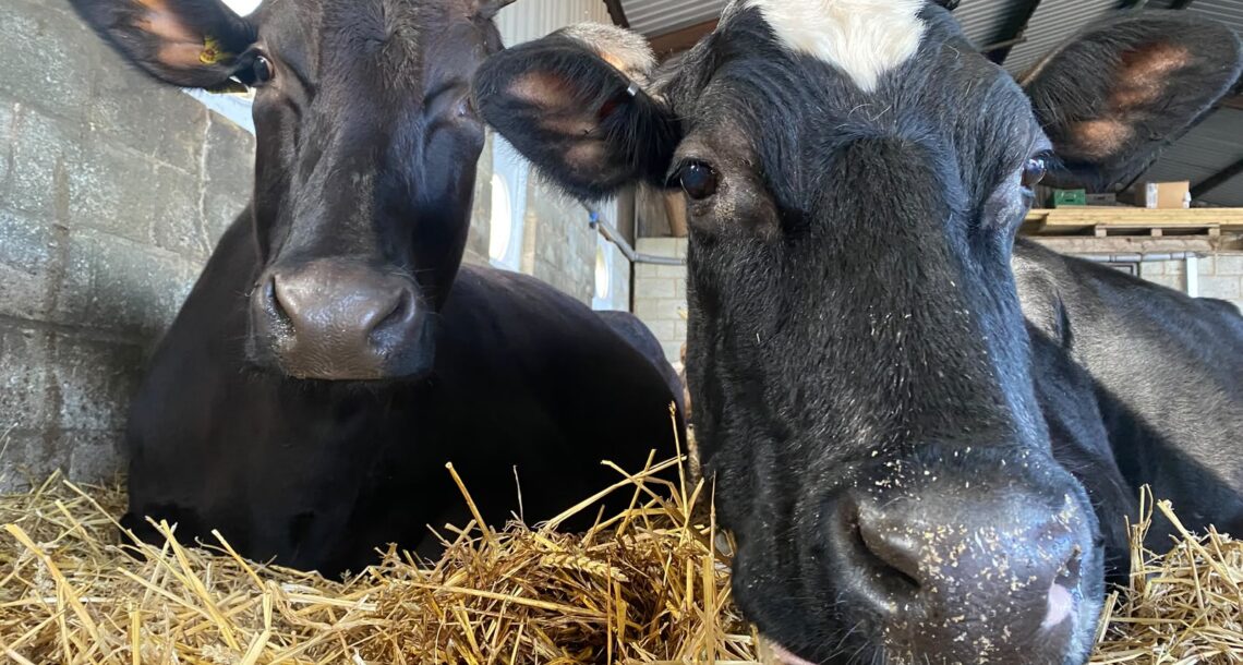 Ahimsa-cow-tilly (5)