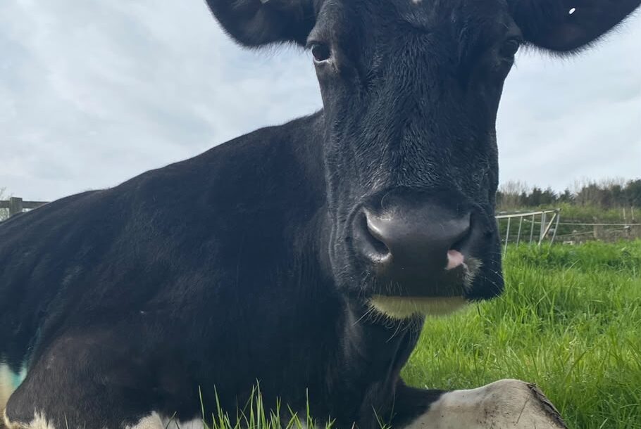 Ahimsa-cow-tilly (6)
