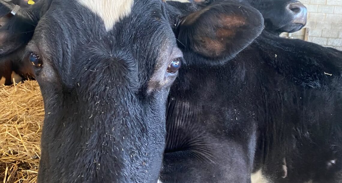 Ahimsa-cow-tilly (7)