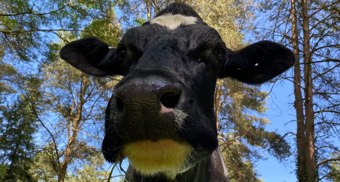 Ahimsa-cow-tilly (8)