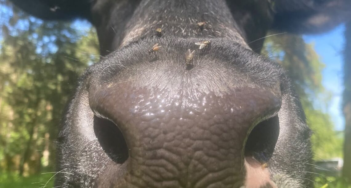 Ahimsa-cow-tilly (9)