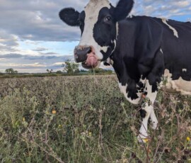 Cowslip